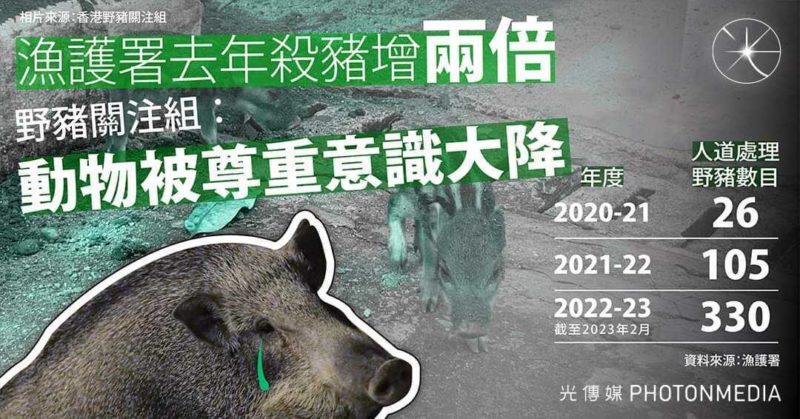 漁護署去年殺豬增兩倍 野豬關注組：「殺豬令」後動物被尊重意識大降