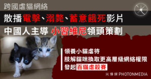 BBC揭跨國虐貓網絡 中國人主導 散播電擊、溺斃及蓄意餓死等血腥影片