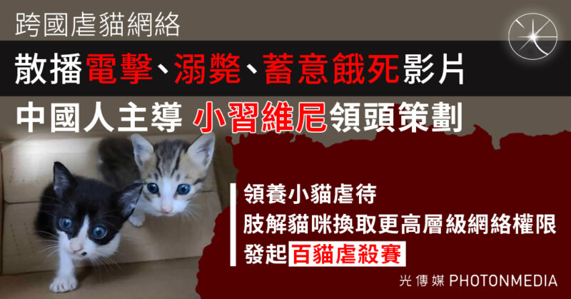 BBC揭跨國虐貓網絡 中國人主導 散播電擊、溺斃及蓄意餓死等血腥影片