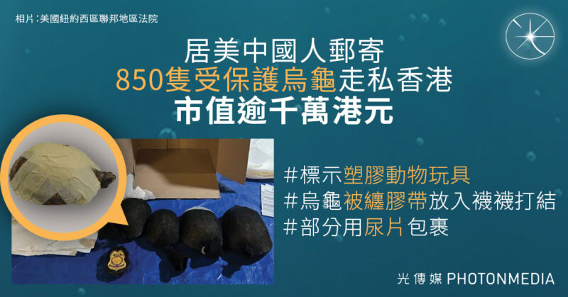 居美中國人郵寄850隻受保護烏龜走私香港 標示為塑膠動物玩具