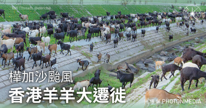 樺加沙颱風︱香港羊羊大遷徙